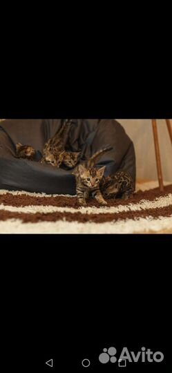 Бенгальская