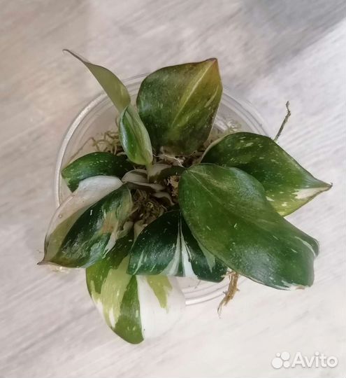 Комнатные цветы