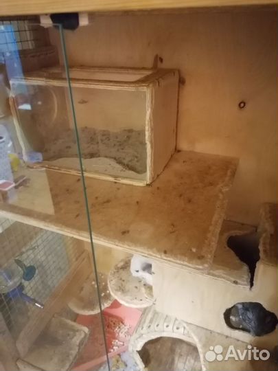 Шиншиллы с домом витриной