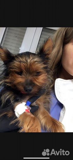 Ветеринар врач на дом Одинцово