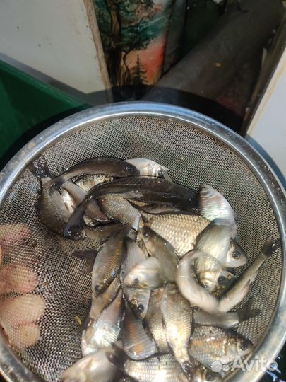 Живец для рыбалки карась