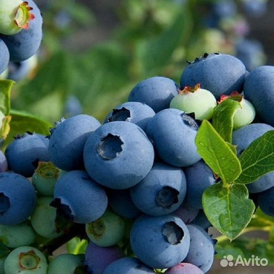 Голубика Патриот