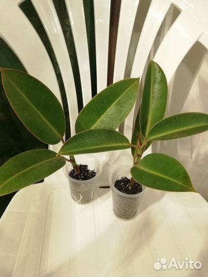 Отводки фикусов