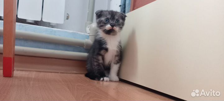 Котики отдам