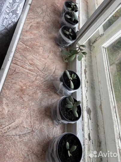 Толстянка (денежное дерево)