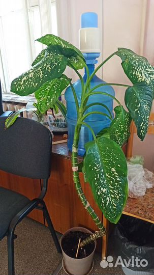 Диффенбахия