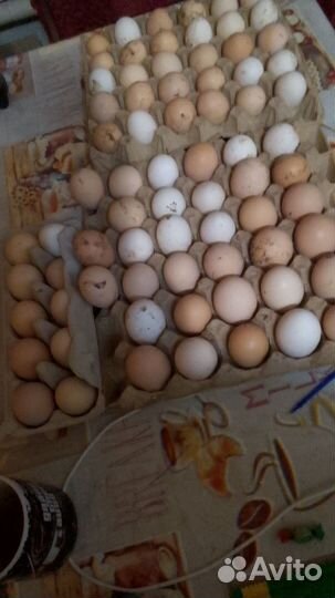 Яйца на инкубацию. Цыплята
