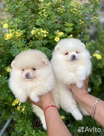 Померашки-очаровашки