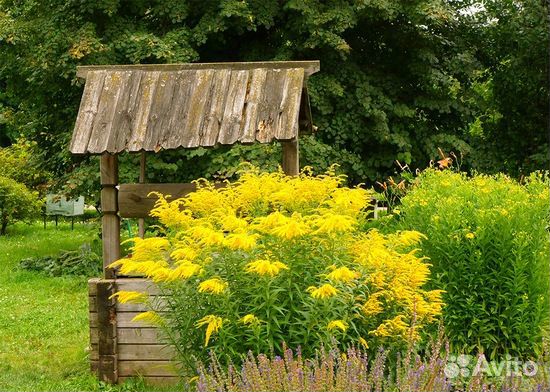 Экстрагон, клубника,папорот,чабер