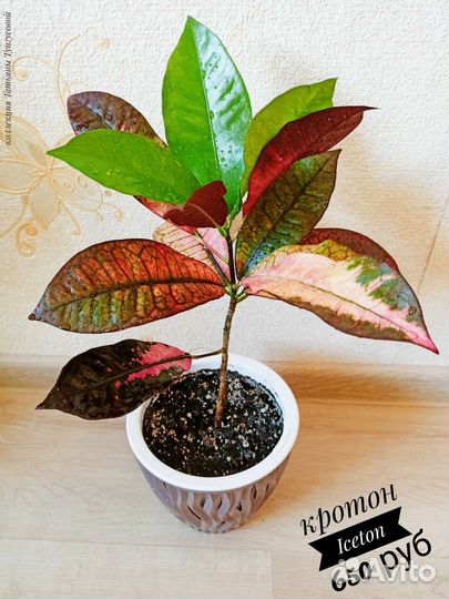 Кротоны сортовые