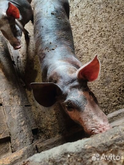 Хряк на племя пьетрен 4 месяца
