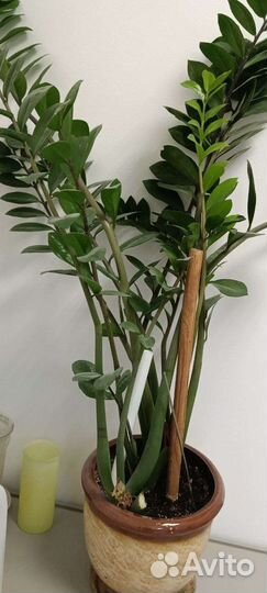 Продам цветы комнатные