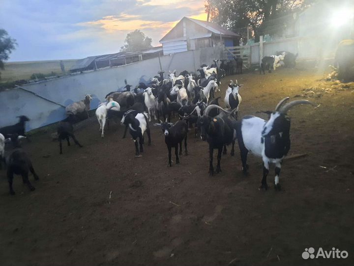 Козлята