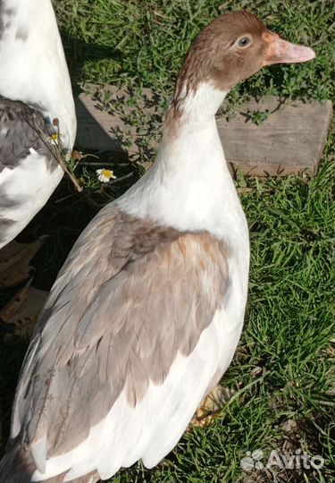 Молодые племенные селекционные индоутки от #Орвия