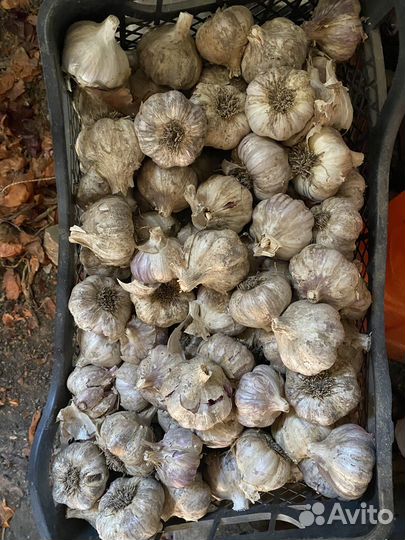 Чеснок домашний