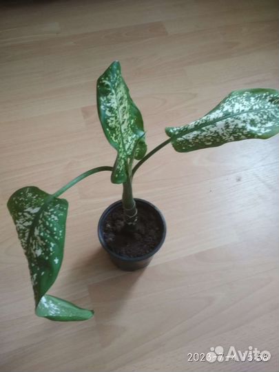 Диффенбахия