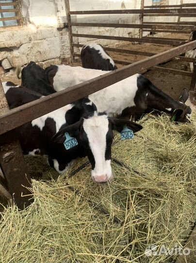 Бычки телята