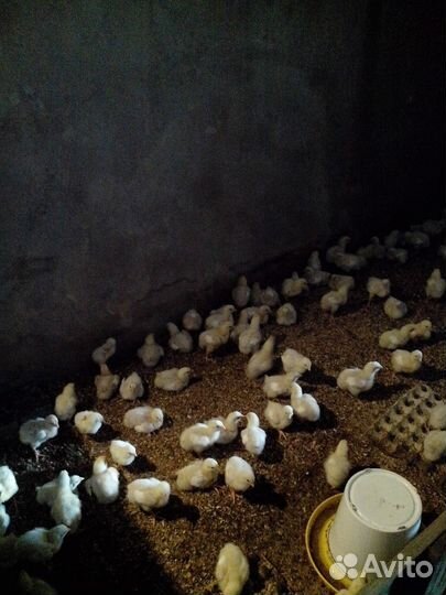 Мясо домашнего Бройлера