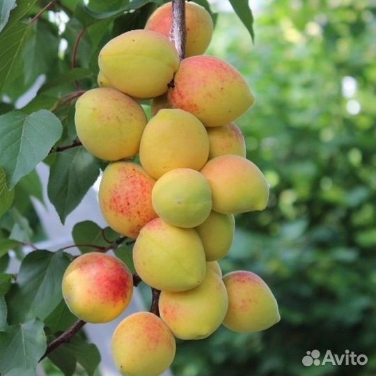 Колоновидный Абрикос Принц Март Голд и Другие