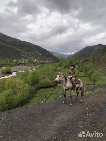 Продам лошадь