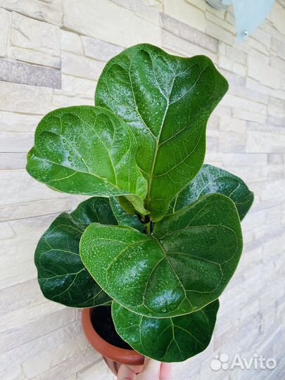 Фикус Лирата бамбино