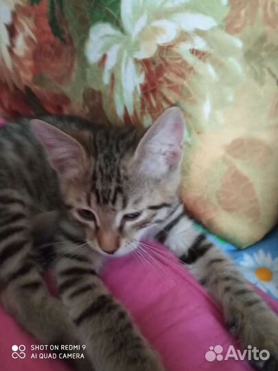 Европейская кошка