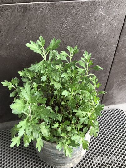 Хризантема