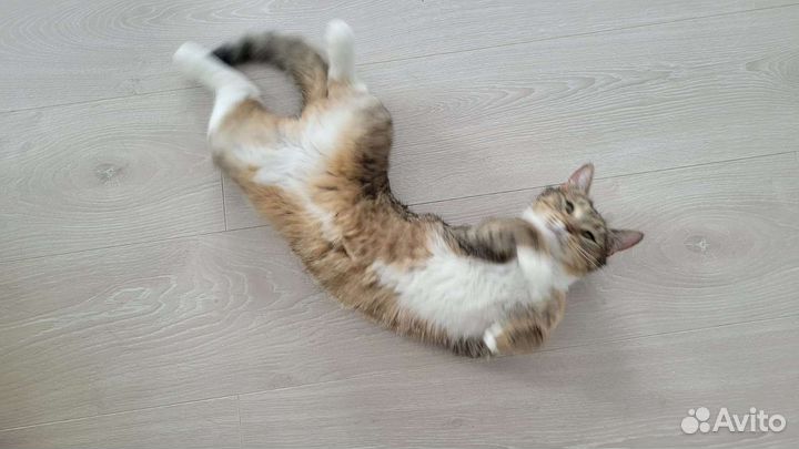 Кошка в дар