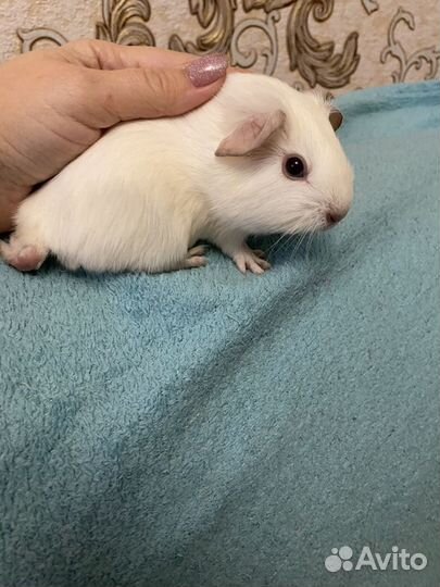 Породистые морские свинки тедди мальчик