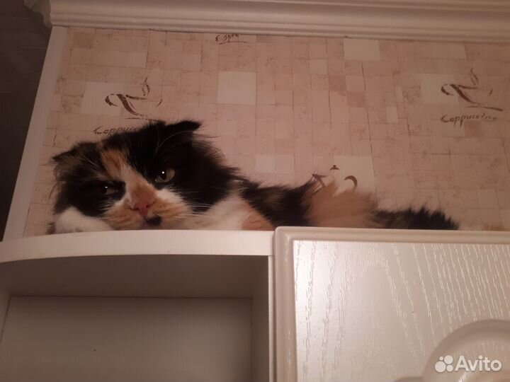 Кошки в добрые руки