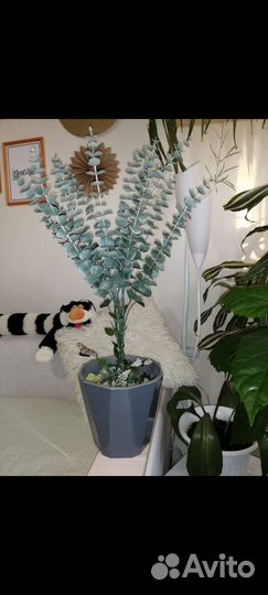 Эвкалипт комнатное растение