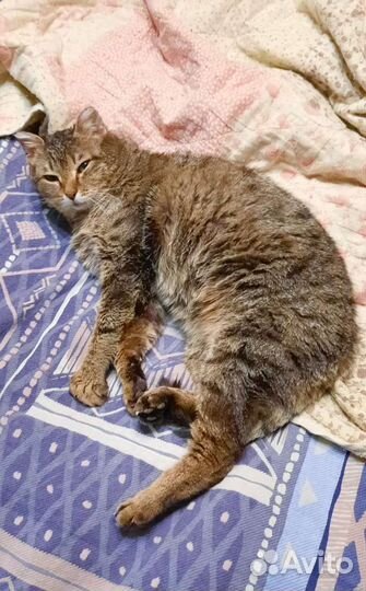 Ласковый и милый кот Тиша в добрые руки