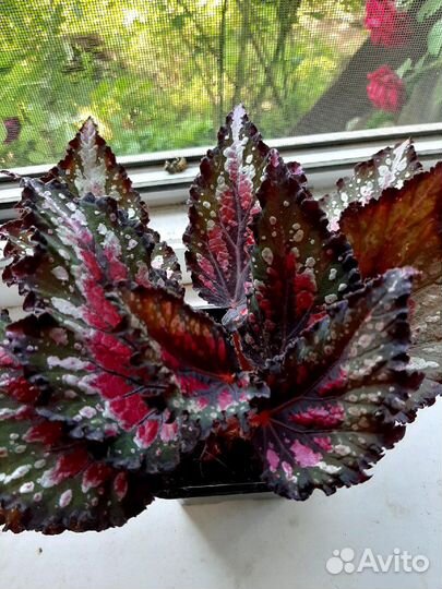 Королевская Бегония