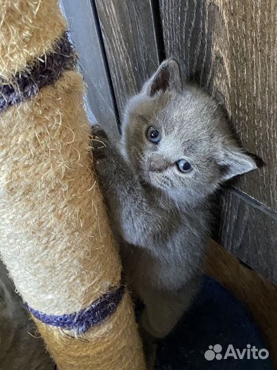 Британские котята