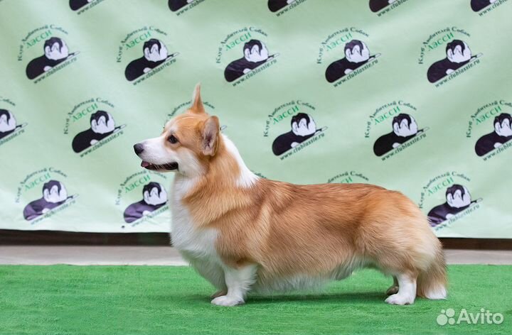 Вельш-корги пемброк кобель