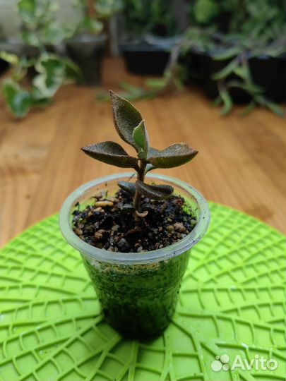 Суккуленты 2