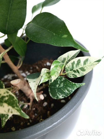 Фикус эльдорадо