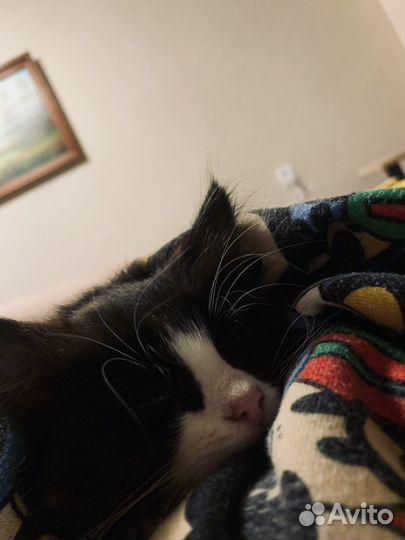 Котенок в добрые руки