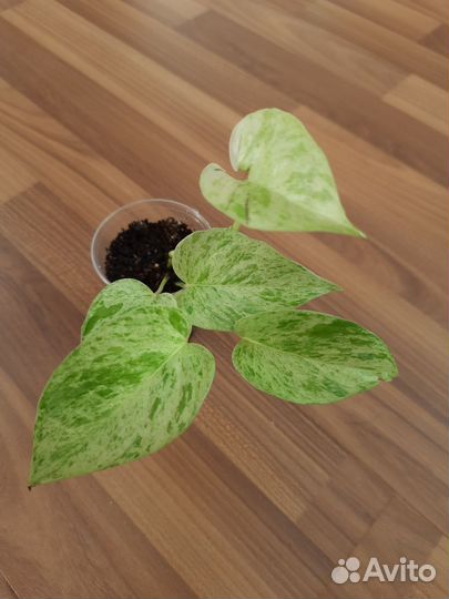 Сциндапсус marble Queen