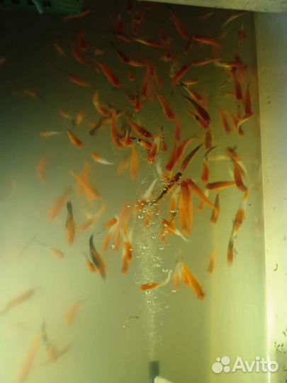 Аквариумные рыбы