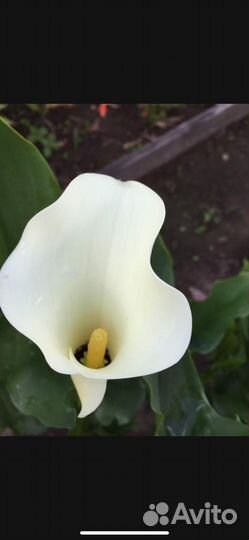 Садовые цветы и растения