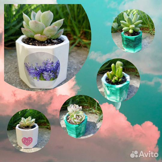 Суккуленты