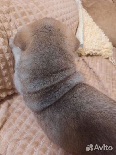 Щенки шарпей