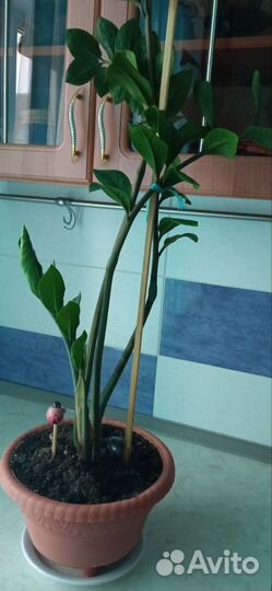 Замиокулькас