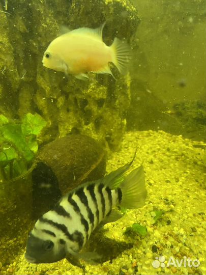 Полосатая цихлазома и скаряри пятнистые