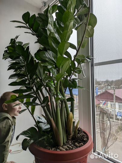 Замиокулькас