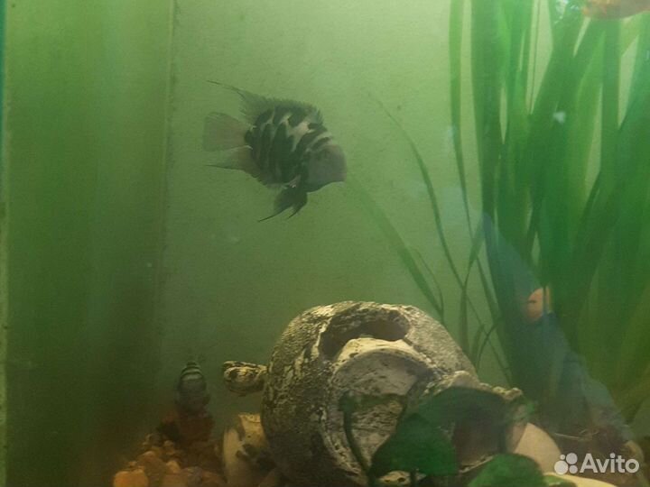 Рыбка обмен. Карликовый сапфировый попугайчик