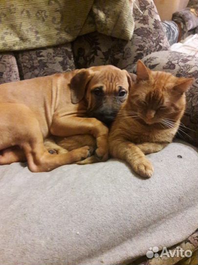 Щенки питбуля