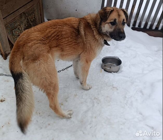 Пес на охрану