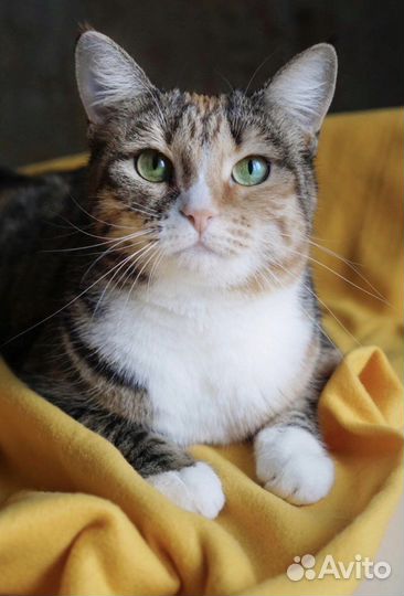 Возьмите Солнышко в дом